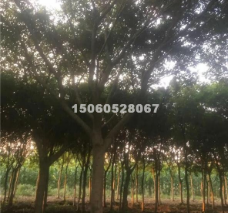 福建低價批發精品紅皮榕胸徑5-30分，量大從優