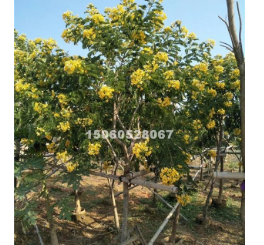 福建低價批發精品黃花槐胸徑5-12分地苗袋苗，量大從優