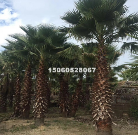 大量批發精品福建華棕桿高1-9米 價格便宜