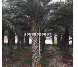 大量批發福建中東海棗桿高1-8米 價格便宜