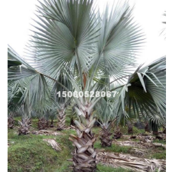 大量批發精品福建霸王棕桿高0.5-3米 價格便宜