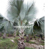 大量批發精品福建霸王棕桿高0.5-3米 價格便宜