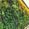 綠植墻仿真植物墻草坪配材配件塑料綠色假植物客廳影視墻背景裝修
