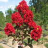 安徽紅火箭小苗-紫薇小苗紅火箭百日紅