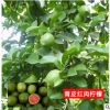 批發(fā)檸檬樹種子香水檸檬種子黃檸檬青檸檬種子當(dāng)季新種子水果種子