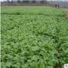 批發陽臺盆栽種菜 蔬菜種子 雪菜種子芥菜種子 易存活 量大優惠