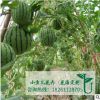 蔬菜種子批發正宗西瓜種子 西瓜種子芽率高 價格從優 量大優惠