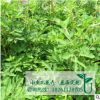 批發當歸藥材種子 包發芽 廠家直銷 藥材當歸種子批發 種類齊全