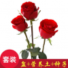 紅玫瑰花種籽四季種多年生綠植庭院室內盆栽花卉種子陽臺開花不斷