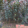 大量供應 優質紅葉李 喬木紅葉李 叢生紅葉李 湖南紅葉李2-18公分