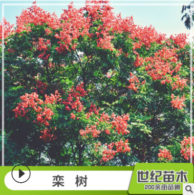 欒樹(shù) 胸徑5-25cm綠化苗木 苗圃供應(yīng)樹(shù)苗批發(fā)
