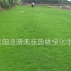 進(jìn)口草坪種 四季青草種 早熟禾草籽 早熟禾種子