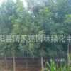速生白蠟小苗 白蠟樹苗 工程苗木 白蠟 規格齊全 量大從優