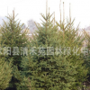 批發(fā)云杉 云杉基地 云杉價(jià)格 規(guī)格齊全 量大從優(yōu)18951532355