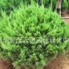 廠價直銷綠化灌木 龍柏球條 龍柏 規格齊全 量大從優