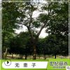 批發(fā)供應(yīng)無患子樹苗 無患子小苗 規(guī)格齊全 工程綠化苗木 濕地綠化