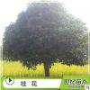 批發(fā)桂花樹苗 常綠喬木桂花樹 丹桂 桂花苗批發(fā)