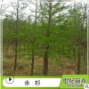 水杉池杉苗批發(fā) 工程綠化苗木 水杉樹苗 直銷行道樹 水杉