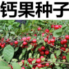 農(nóng)大鈣果樹種子中華鈣果種子樹苗水果之星