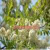 大量批發(fā)刺槐 洋槐 行道樹(shù) 綠化樹(shù) 工程樹(shù)苗