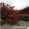 現(xiàn)貨供應(yīng)8公分美國(guó)紅楓樹(shù)苗價(jià)格 10公分紅楓樹(shù)產(chǎn)地 圖片