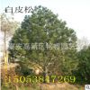 白皮松 山東白皮松價(jià)格 泰安白皮松樹(shù)苗產(chǎn)地