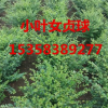 小葉女貞球價格、小葉女貞球報價、江蘇小葉女貞球種植基地