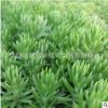 基地特供綠化專用草 耐旱 佛甲草種植技術佛甲草種子低價優(yōu)惠