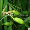 供應蘭花鳶尾種子批發(fā) 庭院別墅公園綠化 量大從優(yōu) 蘭花鳶尾種子