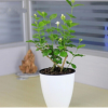 茉莉花苗 室內觀花植物 茉莉花 芳香植物 四季常青 盆栽花卉