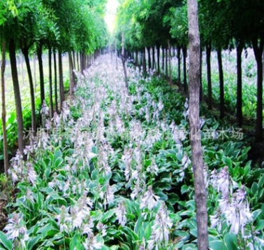 紫花玉簪 園林景觀綠化植被 全國大量供應(yīng)水生植物紫花玉簪