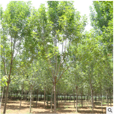 基地直銷 白蠟樹苗行道樹工程綠化白蠟樹庭院行道風景樹批發(fā)