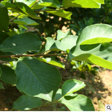 基地直銷8公分玉蘭樹苗 庭院行道樹花卉苗木5-8公分行道風(fēng)景樹