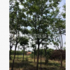 苗圃直銷欒樹 黃山欒樹 造型優(yōu)美