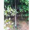 苗圃直銷 現(xiàn)挖現(xiàn)賣杜英 行道樹