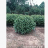 苗圃直銷紅葉石楠精球，毛球 規(guī)格齊全 量大價優(yōu)