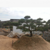 日本黑松，造型黑松，造型黑松盆景