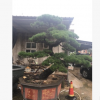 批發供應日本黑松，造型黑松，日本黑松