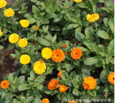 金盞菊種子四季易種花種子庭院室內(nèi)陽臺花卉種子盆栽