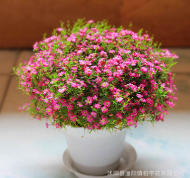 滿天星種子進口絲石竹花卉盆栽四季種易活室內(nèi)陽臺花籽精裝花種子