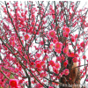 批發(fā)紅梅樹苗園林精品盆栽 工程綠化苗木紅梅花苗耐寒紅梅小苗