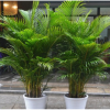 富貴椰竹 室內植物盆栽盆景 凈化空氣 大型盆栽