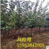 *15公分山楂樹(shù) 果園直銷(xiāo) 3公分4 5 6公分山楂樹(shù) 果大豐產(chǎn) 山楂樹(shù)