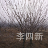 大量供應(yīng)各種規(guī)格紅梅，綠梅，美人梅，榆葉梅