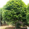 大量供應(yīng)各規(guī)格桂花50萬(wàn)株