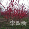 大量供應(yīng)菊花桃，碧桃，紅葉桃，龍柱碧桃。