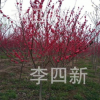 基地大量供應(yīng)紅葉碧桃，龍柱碧桃，菊花桃，招手桃。