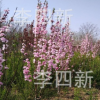 大量供應(yīng)龍柱碧桃，菊花桃，紅葉碧桃，碧桃。質(zhì)量保證