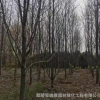 基地供應(yīng)精品玉蘭 二喬玉蘭丶白玉蘭8----16公分
