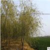 苗圃直銷(xiāo)垂柳 園林工程綠化柳 觀賞喬木